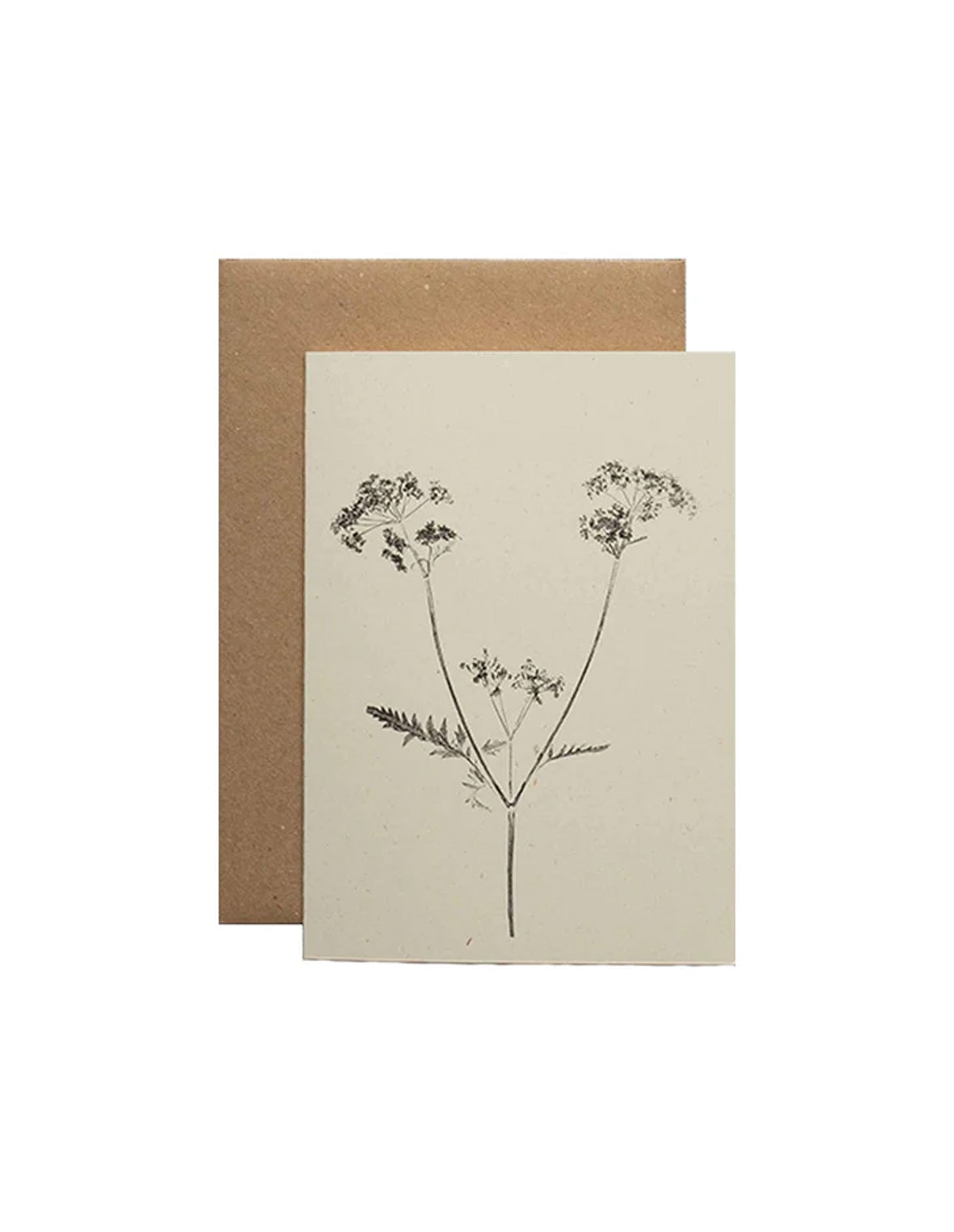 Cow Parsley Botanical Print Greeting Card, Alicia Breakspear